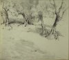 1909-1913 ca. - Alberi